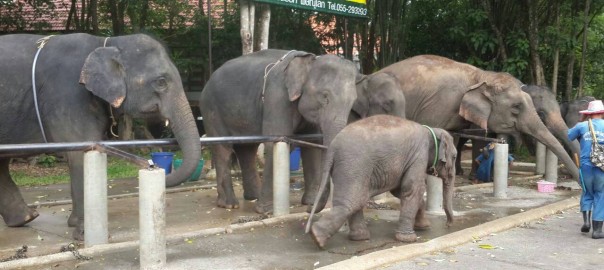 เกิดมาทำไม