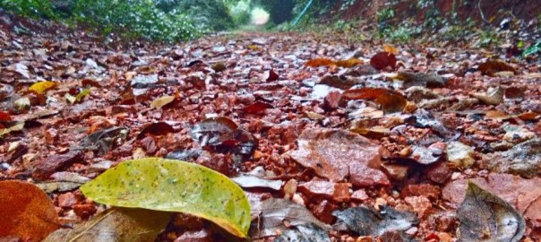 ไม่ยื้อชีวิต