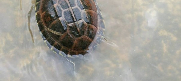 เราควรทำ “ธรรมที่ไม่เนิ่นช้า”